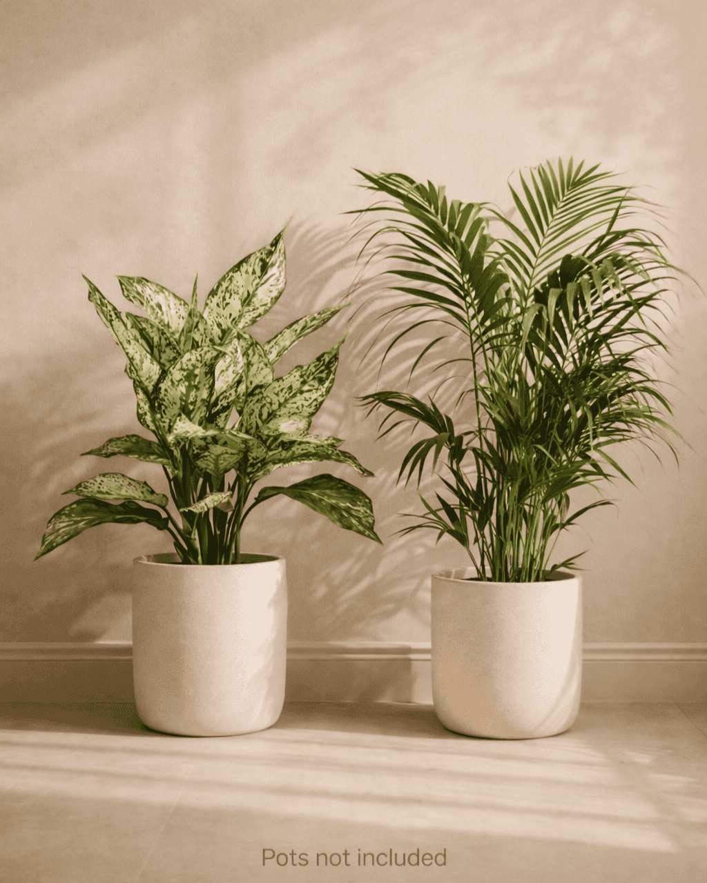 Snow White & Areca Palm Plant Combo | Premium Indoor Plants (10–20 cm)