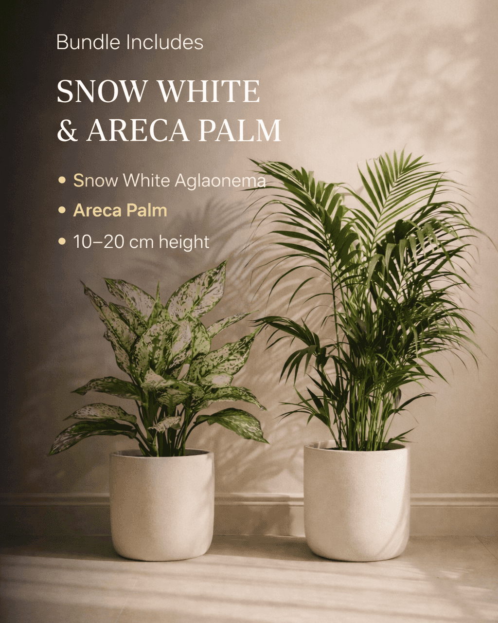 Snow White & Areca Palm Plant Combo | Premium Indoor Plants (10–20 cm)