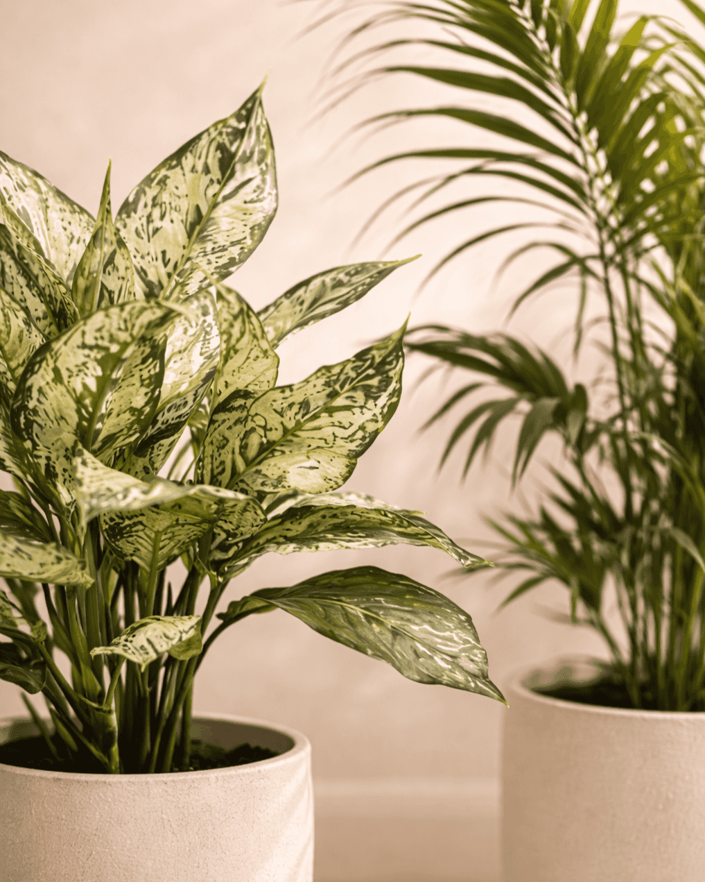 Snow White & Areca Palm Plant Combo | Premium Indoor Plants (10–20 cm)