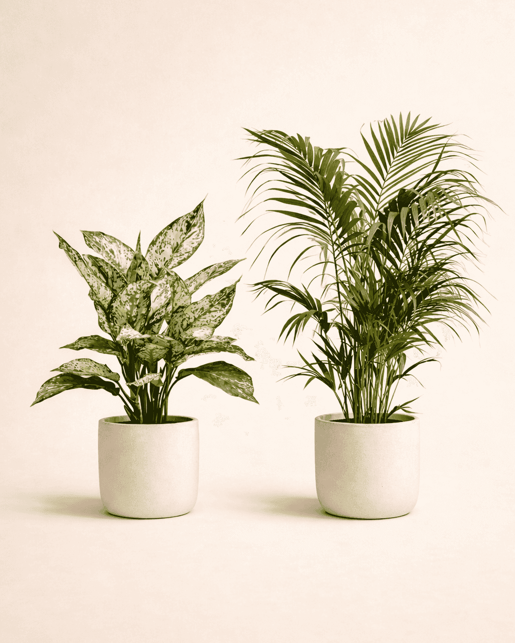 Snow White & Areca Palm Plant Combo | Premium Indoor Plants (10–20 cm)