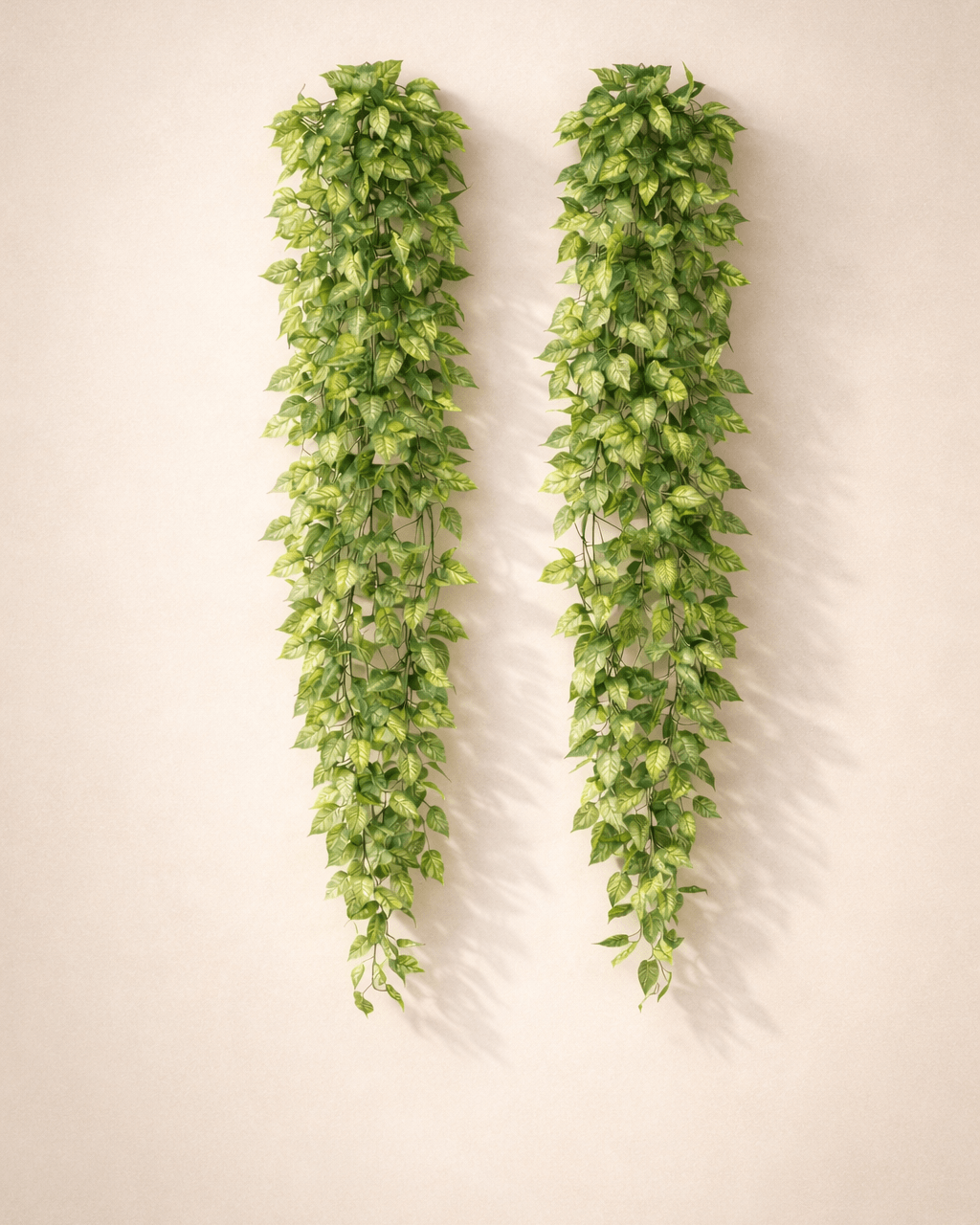 VerdeDrop 6ft Hanging Money Plant (Pack of 2)