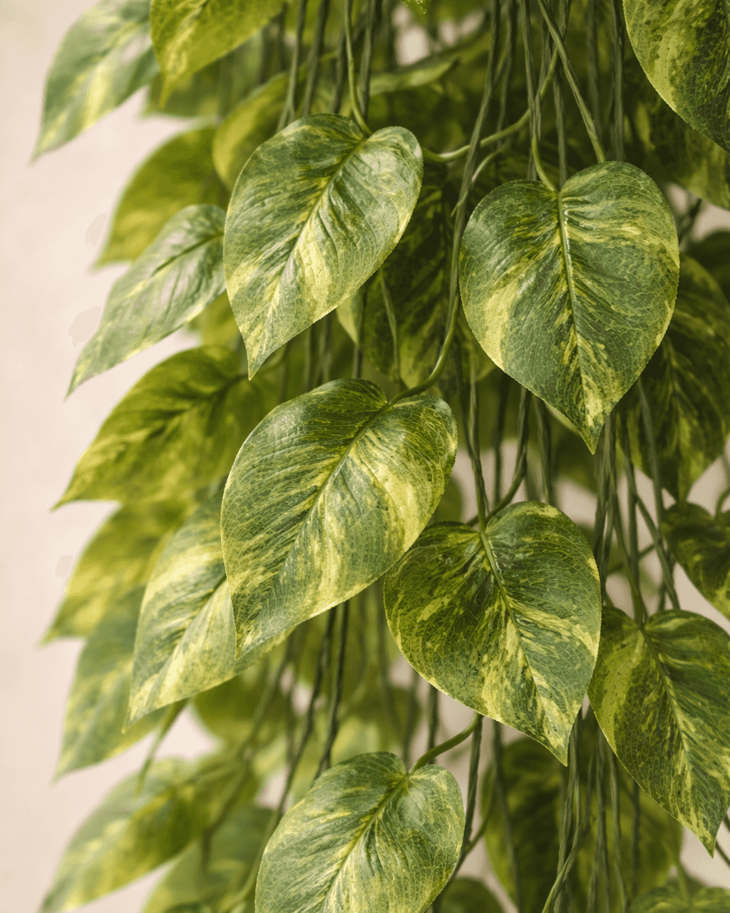 VerdeDrop 6ft Hanging Money Plant (Pack of 2)